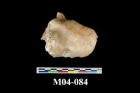 藏品(石筍)的圖片